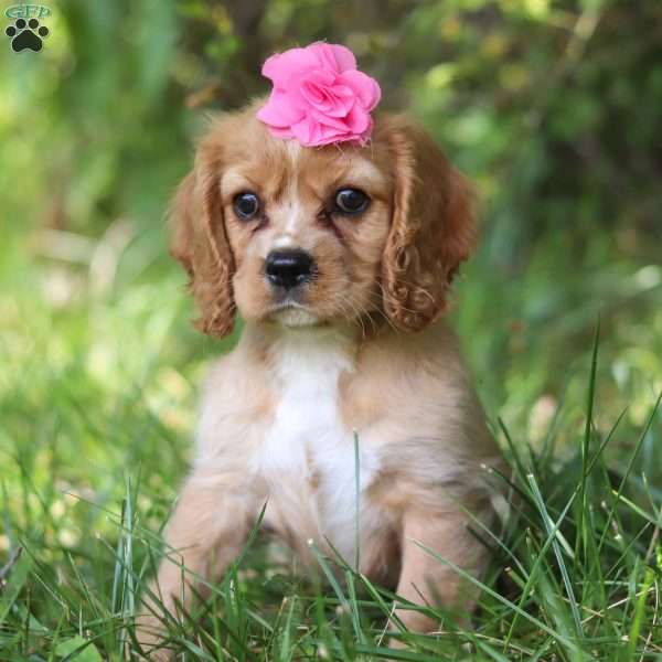 Clementine, Cocker Spaniel Puppy